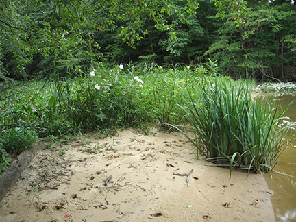 beach grasses