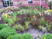 Rain gardens